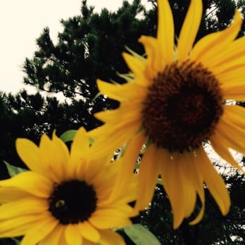 Cape Cod Lavender Farm - Sunflowers at the Cape Cod Lavender Farm - Cosmetics & Beauty Supply Near Me - Harwich, Massachusetts