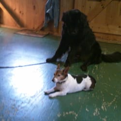 K9 Connection - newfoundland and jack russell behaving