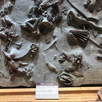 Wyoming Dinosaur Center - Slab O' Crinoids - Museums Near Me - Thermopolis, Wyoming Wyoming Dinosaur Center - Slab O' Crinoids - Museums Near Me - Thermopolis, Wyoming