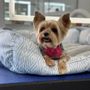 Photo of Happy Nina Grooming Services
