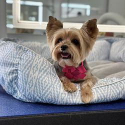 Happy Nina Grooming Services