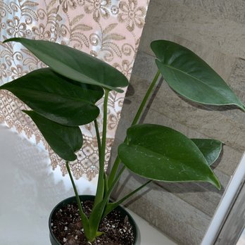 Nelly's Flower Shop - Monstera deliciosa - Florists Near Me - Brooklyn, New York Nelly's Flower Shop - Monstera deliciosa - Florists Near Me - Brooklyn, New York