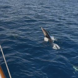 Pura Vida Sailing Charters - More dolphins