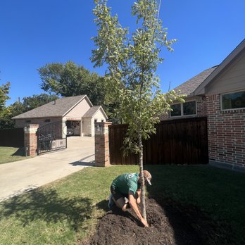 LW Landscaping - Planting 45 Gallon Autumn Blaze Maple. - Lawn Services Near Me - Midlothian, Texas LW Landscaping - Planting 45 Gallon Autumn Blaze Maple. - Lawn Services Near Me - Midlothian, Texas