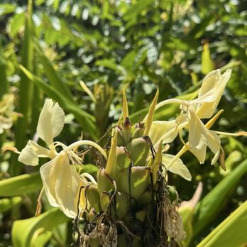 Common Ground Kauai - Ginger flower - Attraction Farms Near Me - Kilauea, Hawaii