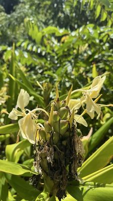 Common Ground Kauai by null