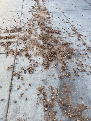 Four Seasons Roofing Logo