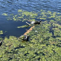 Heckscher Park - Loved the turtles.