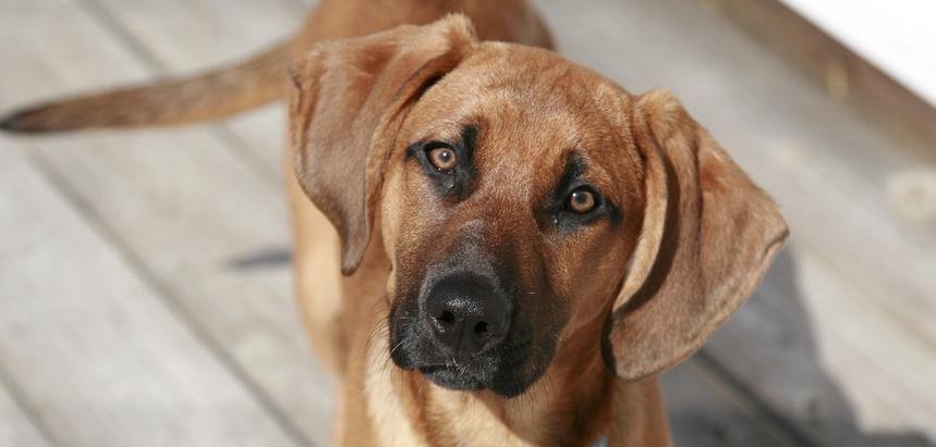 Walk My Dog - pet boarding facility in Essex, VT