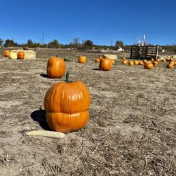 pumpkins in a field