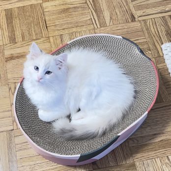 Rags&Fluff - Pet Breeders Near Me