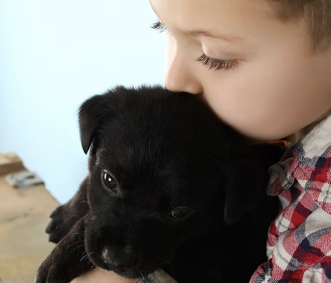Post Puppy Arrival - Your puppy has been home a week or two and it's not going the way you expected. DON'T JUST HOPE HE'LL GROW OUT OF IT! It's especially important to school the young dog in good conduct before negative behaviors are reinforced. This in-home session provides instruction on managing behavior using positive methods to build the bond with your pup. Designed for the family that hasn't raised a puppy before, or hasn't had a puppy in years.
Covers: managing problem behaviors (chewing, accidents, puppy biting, etc.) and basic manners Post Puppy Arrival - Your puppy has been home a week or two and it's not going the way you expected. DON'T JUST HOPE HE'LL GROW OUT OF IT! It's especially important to school the young dog in good conduct before negative behaviors are reinforced. This in-home session provides instruction on managing behavior using positive methods to build the bond with your pup. Designed for the family that hasn't raised a puppy before, or hasn't had a puppy in years.
Covers: managing problem behaviors (chewing, accidents, puppy biting, etc.) and basic manners