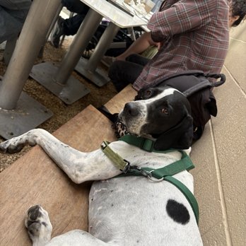 Highly Likely - Maggie finally relaxing - Breakfast & Brunch Near Me - Los Angeles, California