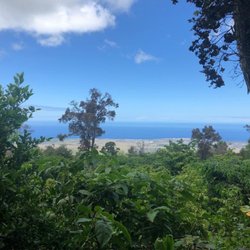 Lyman Kona Coffee Farms