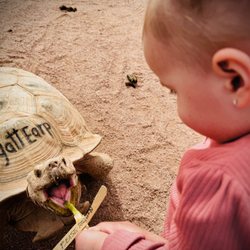 Rooster Cogburn Ostrich Ranch - Feeding the Tortoise
