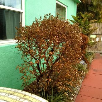 Terminix - Just one of many many dead plants beyond 18" from foundation - Pest Control Near Me - Fort Lauderdale, Florida