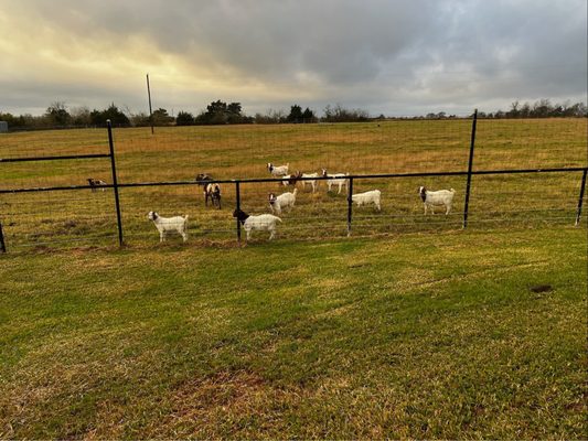 Rockin’ Star Ranch by null