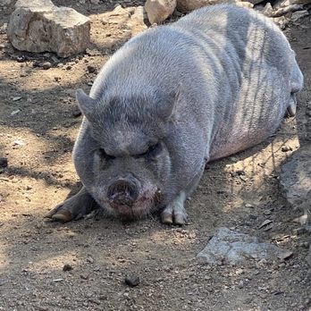 Austin Zoo - Zoos Near Me - Austin, Texas Austin Zoo - Zoos Near Me - Austin, Texas