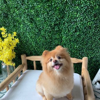 Pampered Paws - Pet Groomers Near Me - Mill Creek, Washington