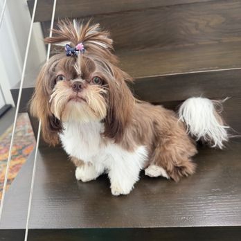 Pets Fifth Avenue - Pet Groomers Near Me - Glendale, California