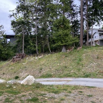 Anacortes Ship Harbor Inn - Deer in the parking lot. - Hotels Near Me - Anacortes, Washington