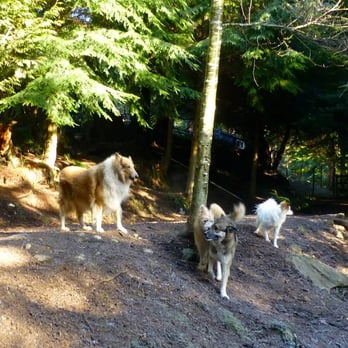 Bowen Island Dog Ranch - Pet Sitting Near Me - Bowen Island, British Columbia Bowen Island Dog Ranch - Pet Sitting Near Me - Bowen Island, British Columbia