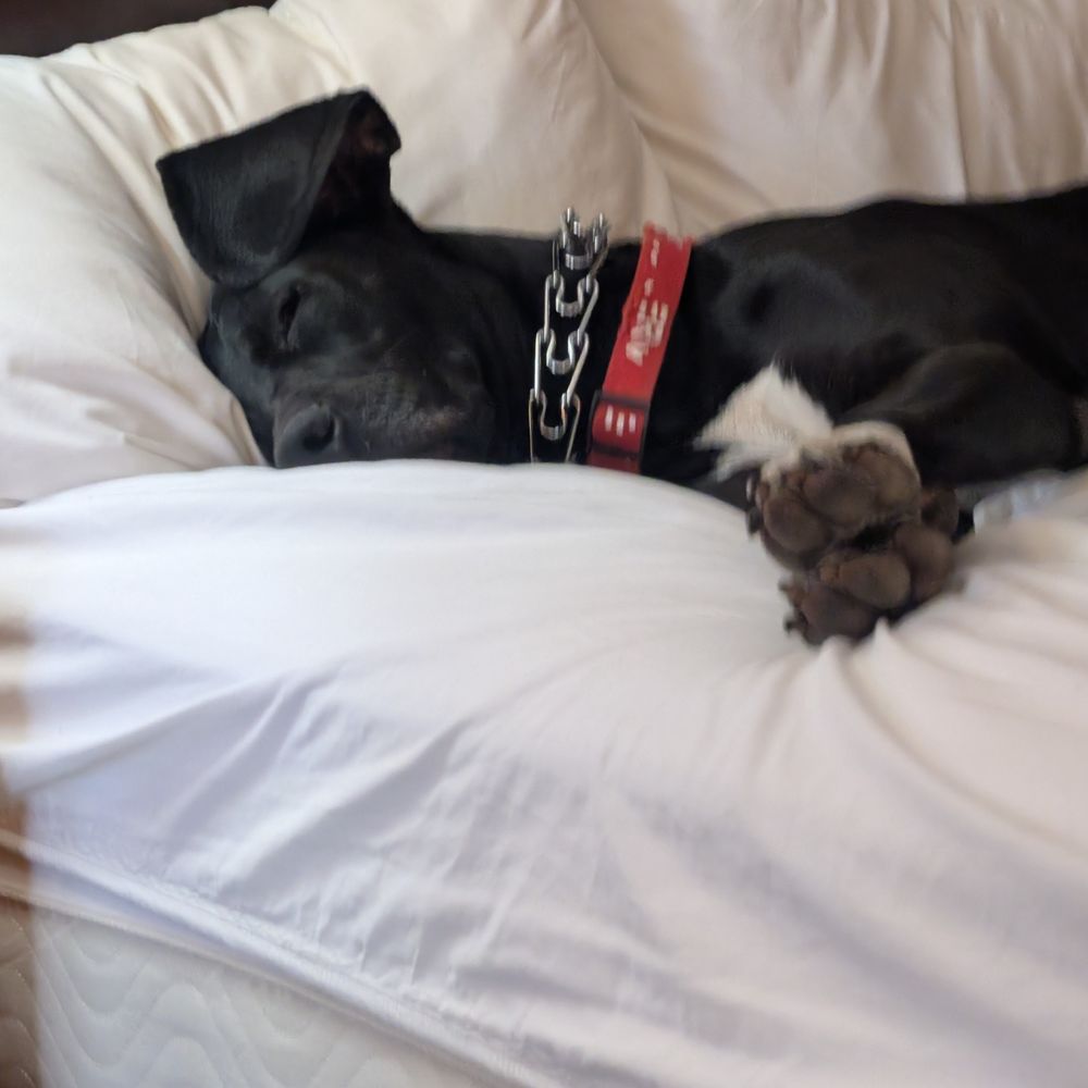 P3 VIP Transportation - My service dog clearly showing that she is a very gentle giant and does her job well - Taxis Near Me - Albuquerque, New Mexico P3 VIP Transportation - My service dog clearly showing that she is a very gentle giant and does her job well - Taxis Near Me - Albuquerque, New Mexico