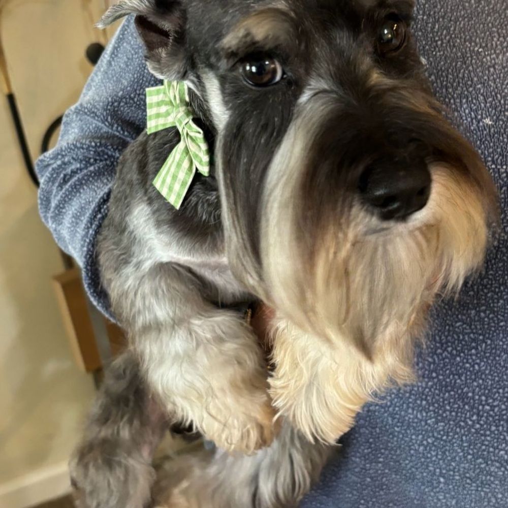 The Woof Grooming - Pet Groomers Near Me The Woof Grooming - Pet Groomers Near Me