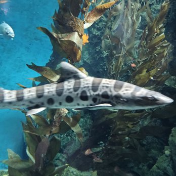 Brookfield Zoo Chicago - A Leapord Shark - Zoos Near Me - Brookfield, Illinois Brookfield Zoo Chicago - A Leapord Shark - Zoos Near Me - Brookfield, Illinois