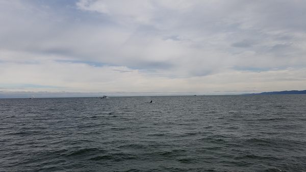 Steveston Seabreeze Adventures Vancouver by null