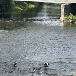 Nevius Street Bridge - The geese