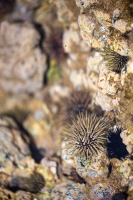 Keawakapu Beach by null