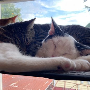 Mac Tabby Cat Cafe - Themed Cafes Near Me - Charlotte, North Carolina