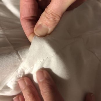 Great Wolf Lodge - Bed bugs also called mites - Resorts Near Me - Mason, Ohio Great Wolf Lodge - Bed bugs also called mites - Resorts Near Me - Mason, Ohio