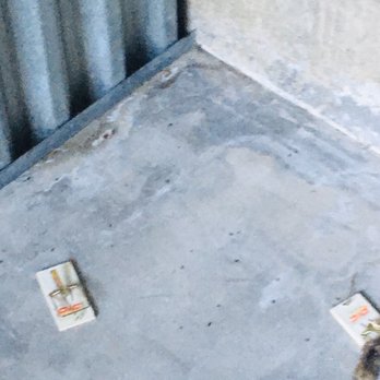 Associated Storage - Mouse poop and urine as well as a mouse trap. - Self Storage Near Me - San Diego, California Associated Storage - Mouse poop and urine as well as a mouse trap. - Self Storage Near Me - San Diego, California