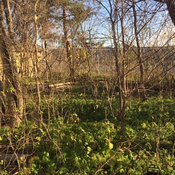 US Lawns - Austin West - Lot Clearing: Before - Tree Services Near Me - Austin, Texas US Lawns - Austin West - Lot Clearing: Before - Tree Services Near Me - Austin, Texas