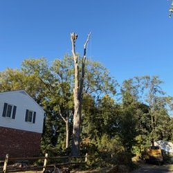 Masters Touch Tree Service - Reece in our neighbor's 50+ year old oak tree (tree had a disease and needed to be removed)