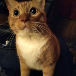 RIP Cheddar, i will miss you my guy, for the rest of my life. RIP Cheddar, i will miss you my guy, for the rest of my life.