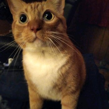 Copeland Veterinary Hospital - RIP Cheddar, i will miss you my guy, for the rest of my life. - Veterinarians Near Me - Cookeville, Tennessee Copeland Veterinary Hospital - RIP Cheddar, i will miss you my guy, for the rest of my life. - Veterinarians Near Me - Cookeville, Tennessee