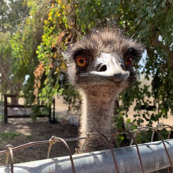 Koehler Winery - an ostrich looking over a fence - Wineries Near Me - Los Olivos, California Koehler Winery - an ostrich looking over a fence - Wineries Near Me - Los Olivos, California