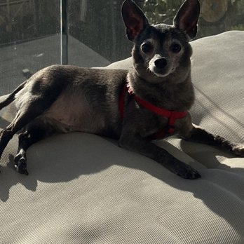 Angel Wings Vets - Our sweet boy - Veterinarians Near Me Angel Wings Vets - Our sweet boy - Veterinarians Near Me