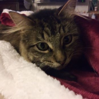 Stanton Pet Hospital - To his is my Nadine .. Thank you - Veterinarians Near Me - Stanton, California Stanton Pet Hospital - To his is my Nadine .. Thank you - Veterinarians Near Me - Stanton, California