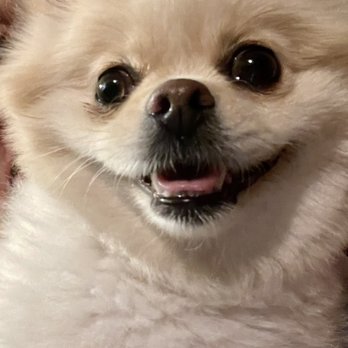 Loveable Pups - Pet Groomers Near Me - Pahrump, Nevada Loveable Pups - Pet Groomers Near Me - Pahrump, Nevada