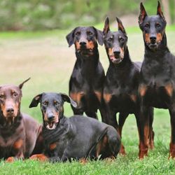 J Mac K-9 Academy - Dog Training in New Jersey and Pennsylvania