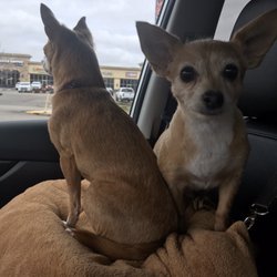Cozy Home Pet Care - Going to Cozy Home Pet Care!