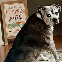 Final Gift Pet Memorial Center - Shut down Final Gift Pet Memorial Clifton, NJ