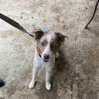 K9'S Paws & Claws - Opal after her haircut - Pet Groomers Near Me - Garland, Texas K9'S Paws & Claws - Opal after her haircut - Pet Groomers Near Me - Garland, Texas