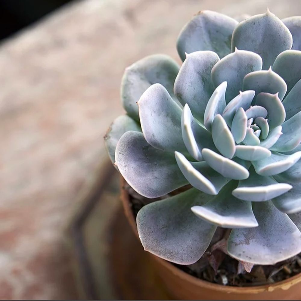 ジャケット・アウター echeveria washed coach JKT ovy C/N washed coach JKT – echeveria official store