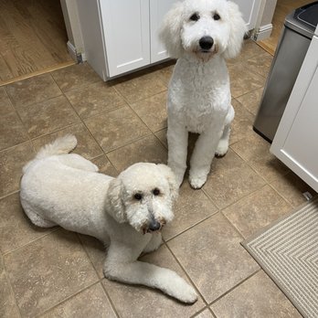 Lucky Penny's Dog Grooming - Luna & Leo - Pet Groomers Near Me - Antelope, California