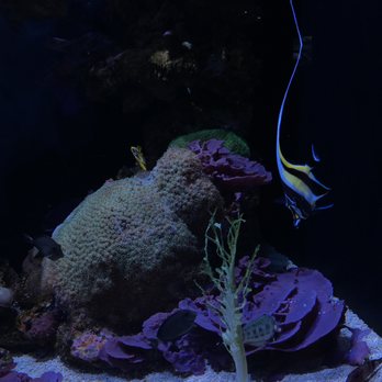 Seattle Aquarium - Aquariums Near Me - Seattle, Washington